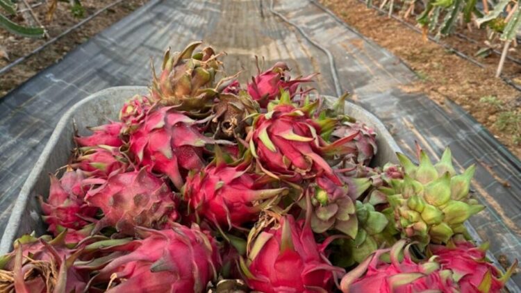 Genç mühendis adayından tropikal serada akıllı dönem