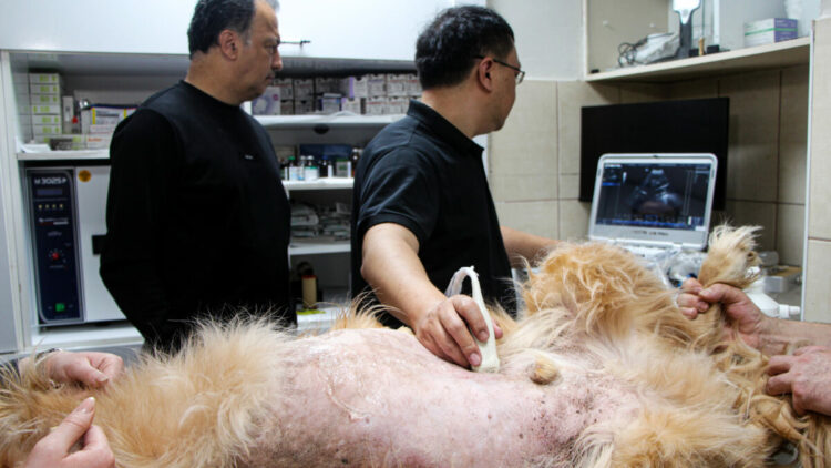 Yapay zeka destekli ultrason cihazıyla hayvan hastalıklarında erken teşhis