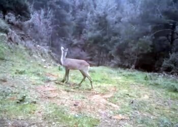 Ganos Dağı'nda karaca ve domuz sürüsü görüntülendi
