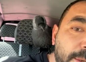 Okşayıp sevdiği karga peşini bırakmadı