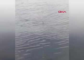 Zonguldak’ta su samuru ailesi görüntülendi