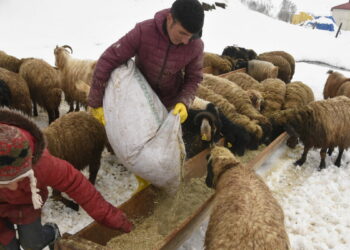 Bitlis'te nisan karı, besicileri zor durumda bıraktı