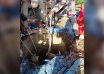 Hatay'da kuyuya düşen buzağı kurtarıldı