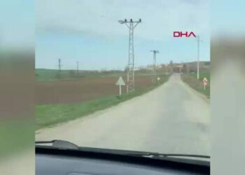 Tarlada gezen domuz sürüsü kamerada