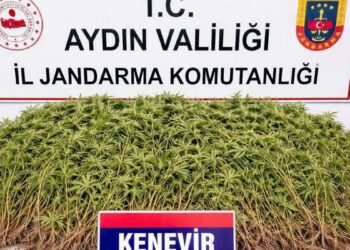 Zeytin bahçesindeki sera içerisinde 208 kök Hint keneviri ele geçirildi