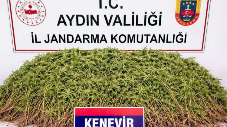 Zeytin bahçesindeki sera içerisinde 208 kök Hint keneviri ele geçirildi