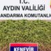 Zeytin bahçesindeki sera içerisinde 208 kök Hint keneviri ele geçirildi