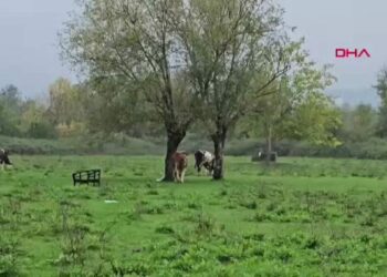 Kuyuda cesedi bulunan Hasret'i öldüren sanık için ağırlaştırılmış müebbet talebi