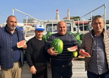 Antalya'da sezonun ilk erkenci karpuzu kilosu 40 liraya alıcı buldu