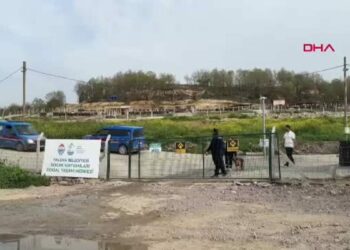 Yalova’da hayvan ölümleri iddialarına soruşturma