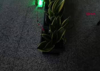 Bitkilerden elektrik üretildi; Bolu ve Ankara’dan ekip biyopil geliştirdi