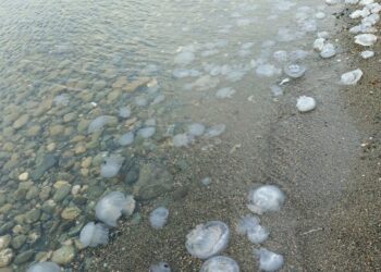 Hatay'da sahilde denizanası yoğunluğu