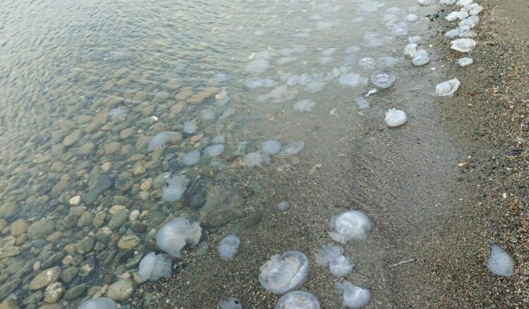 Hatay'da sahilde denizanası yoğunluğu