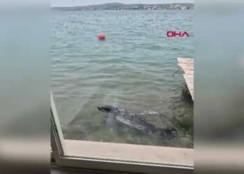 Ayvalık sahilinde Akdeniz foku görüntülendi