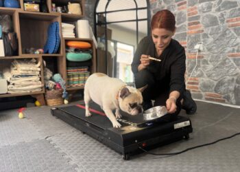 Obez köpek 'Ori' pilatesle zayıflıyor