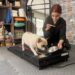 Obez köpek 'Ori' pilatesle zayıflıyor