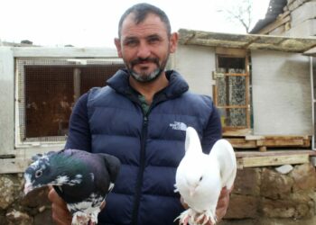 Hobi olarak başladığı güvercin tutkusunu 35 yıldır sürdürüyor