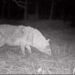 Ormanlara kurduğu fotokapanla yaban hayvanlarını görüntülüyor