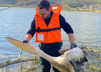Barajda bitkilerin arasında mahsur kalan yaralı pelikanı itfaiyeciler kurtardı