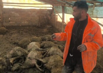 Ağıla giren kurt, 40 koyunu öldürdü