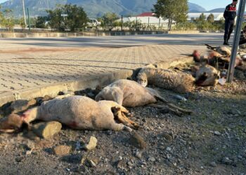 Motosiklet koyun sürücünün arasına daldı; sürücü yaralandı, 8 koyun öldü
