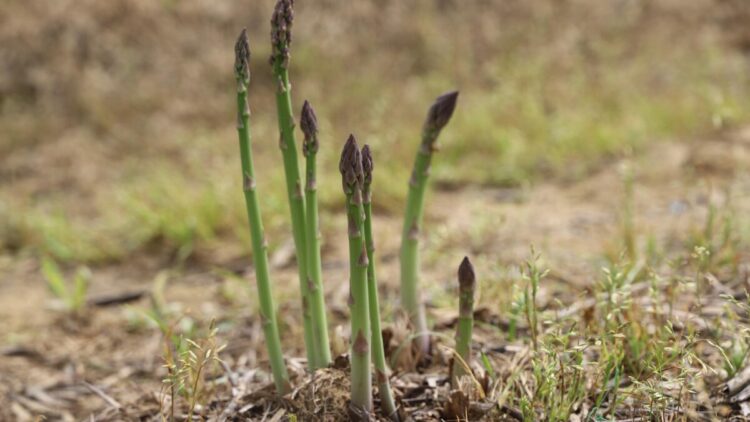'Kuşkonmaz üretiminde İzmir'i birinci sıraya çıkarmak için gayret göstereceğiz'