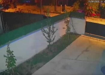 Sokak kedisini tüfekle öldüren şüpheliye 5 ay hapis