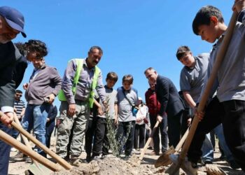 Taşınan her zeytin ağacı için yeni bir fidan: Milas'ta 4 bin fidan toprakla buluştu