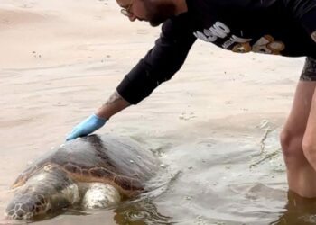 Tekirdağ'da ölü caretta caretta kıyıya vurdu