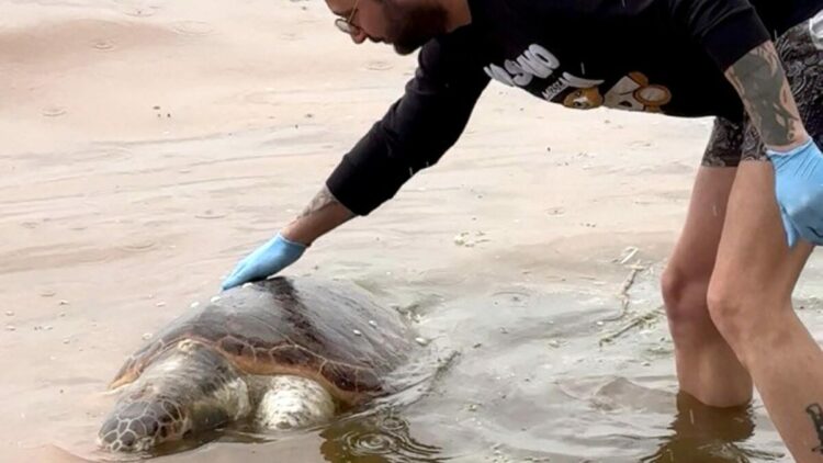 Tekirdağ'da ölü caretta caretta kıyıya vurdu