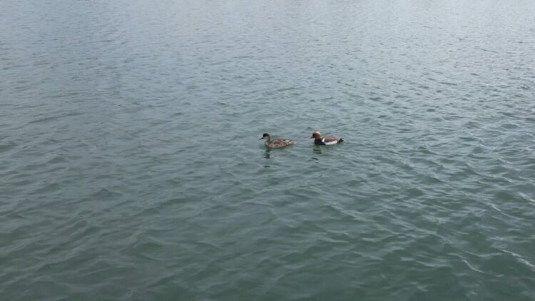 İlçeye ilk kez gelen 'elmabaşlar' için yuva çalışması