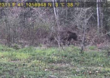 Evinin yakınındaki ormana fotokapan kurup, yaban hayatı görüntüledi