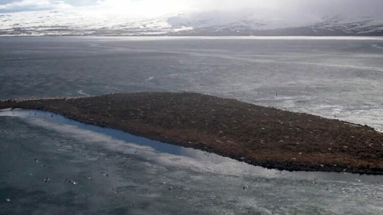 Çıldır Gölü, kuş cennetine döndü