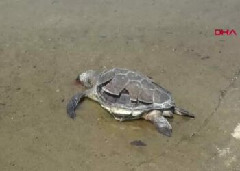 Caretta caretta ölüsü sahile vurdu