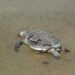Caretta caretta ölüsü sahile vurdu