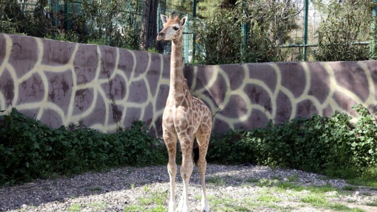 Türkiye’de doğan ilk zürafanın ismi anketle belli olacak