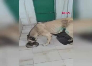 Köpeğin karın bölgesinden 1 kilogram tümör çıktı