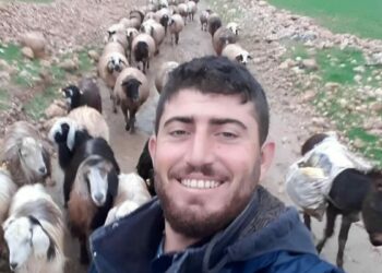 Mardin'de çobanın öldürüldüğü silahlı saldırıya ilişkin 5 tutuklama