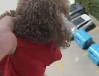 Başakşehir'de pencereden sarkıttığı köpeği cama vurup kaydetti; alkollüydüm diyip özür diledi