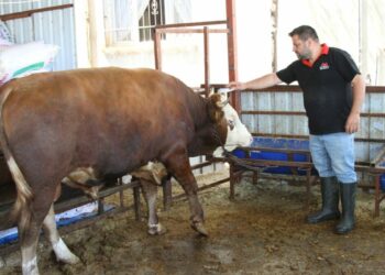 1 ton 130 kiloluk kurbanlık dana, 450 bin liraya satışa çıkartıldı