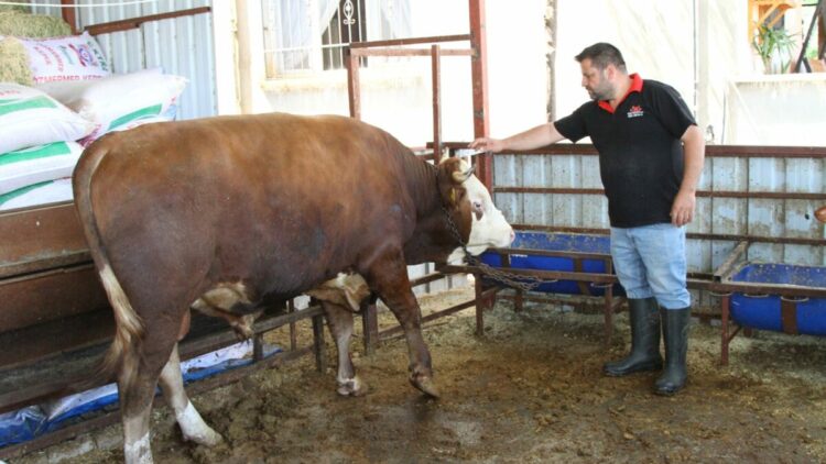 1 ton 130 kiloluk kurbanlık dana, 450 bin liraya satışa çıkartıldı