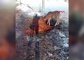 Tay, ölen annesinin başından ayrılmadı