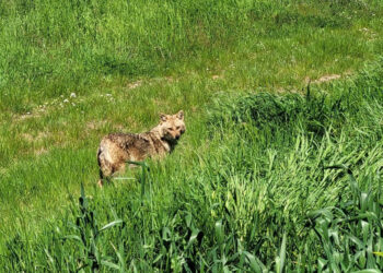 Nesli tükenme tehlikesi altındaki çakal tarlada görüntülendi