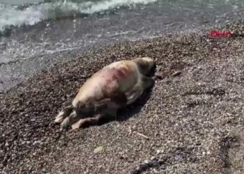 Deniz kaplumbağası ölüsü sahile vurdu