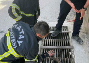 Hatay'da mazgala düşen civciv kurtarıldı