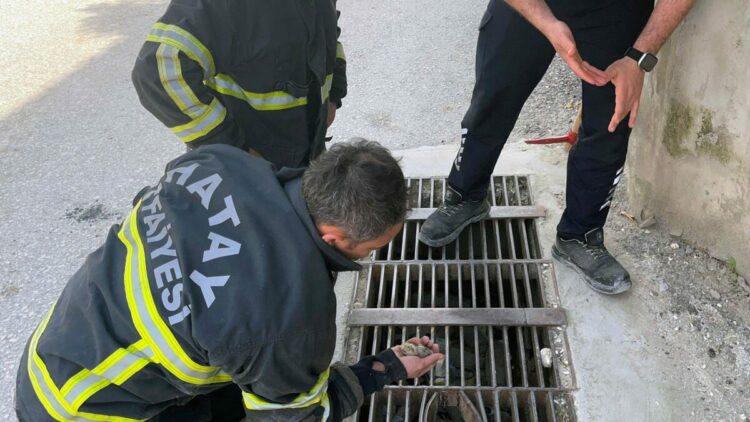 Hatay'da mazgala düşen civciv kurtarıldı