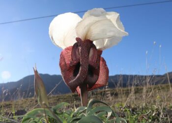 Kurt kulağı çiçekleri meraları süslüyor