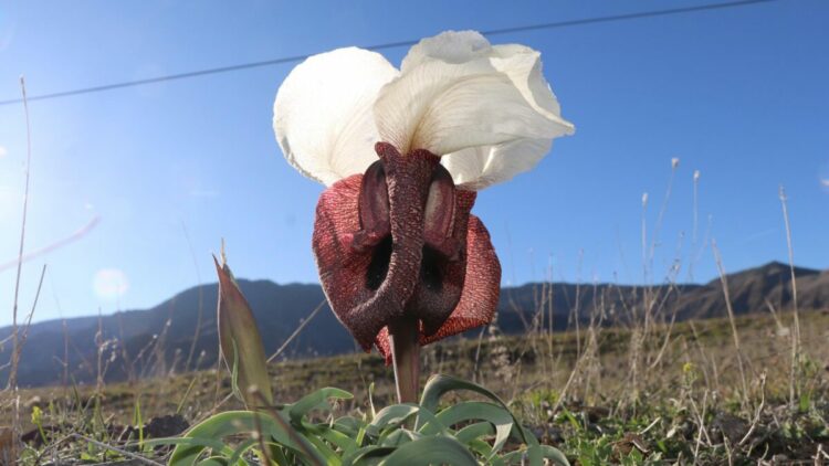 Kurt kulağı çiçekleri meraları süslüyor