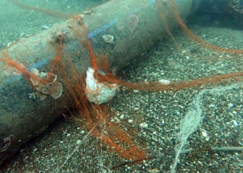 Temizlenen 'hayalet ağlar' ile 1,5 milyon deniz canlısı kurtarıldı