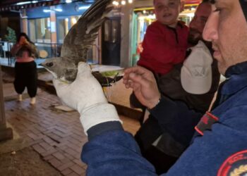 İpe dolanan ebabili kurtarmak için cadde trafiğe kapatıldı